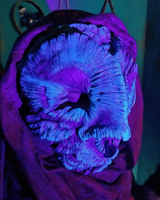 Glow-in-the-Dark Barn Owl Mask, mysterious and enchanting design, UV and phosphorescent pigments, detailed carvings, perfect for nocturnal themed costumes.